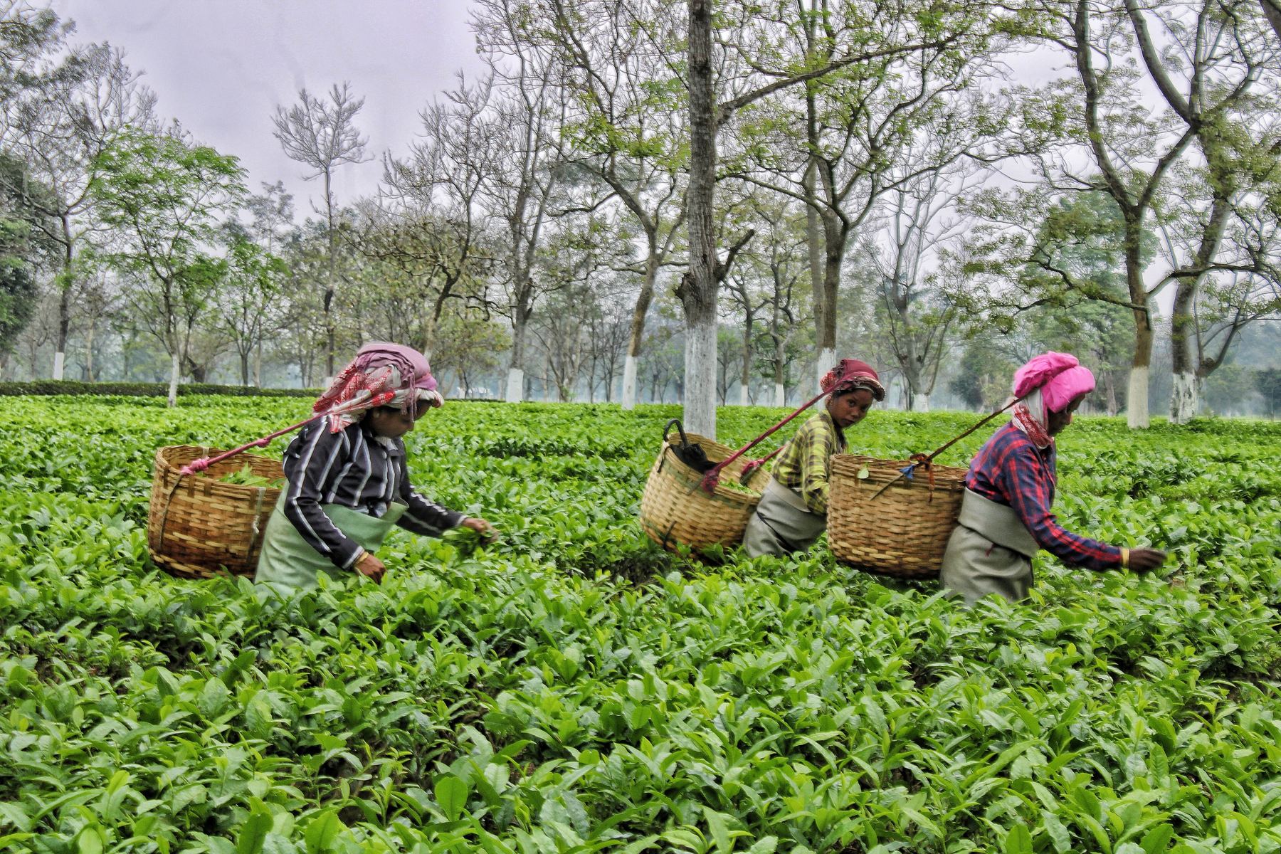 Three women in headscarves plucking tea leaves into baskets on their backs in a green tea garden