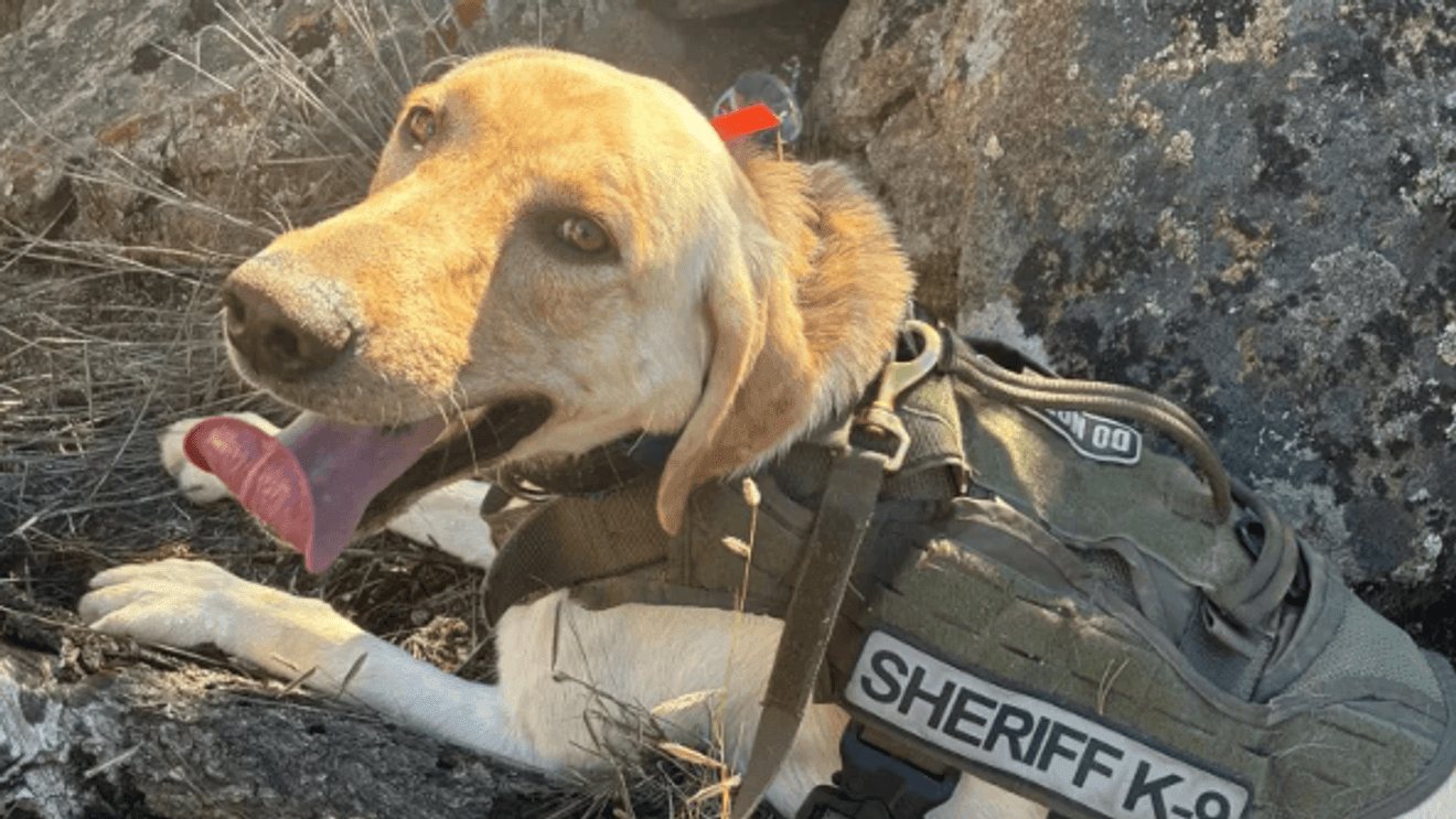 Arch, a yellow Labrador-type dog, lying on rocky ground with his tongue out, wearing an olive harness with a patch that reads Sheriff K-9.