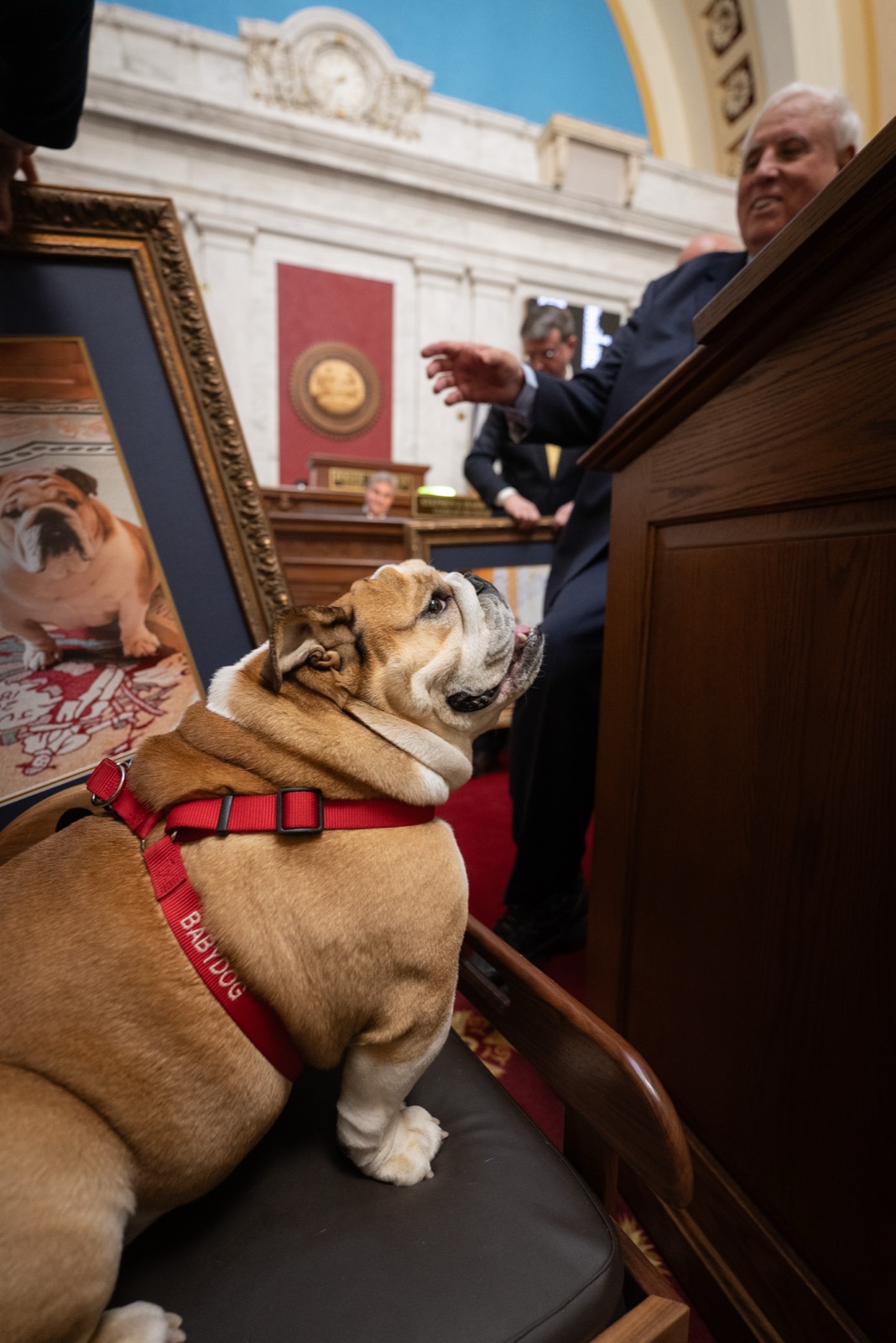 An English bulldog in a red harness marked BABYDOG sits on a chair in a marble legislative chamber, looking up at a white-haired man in a dark suit who is speaking at a lectern, with a framed painting of the same dog propped beside her