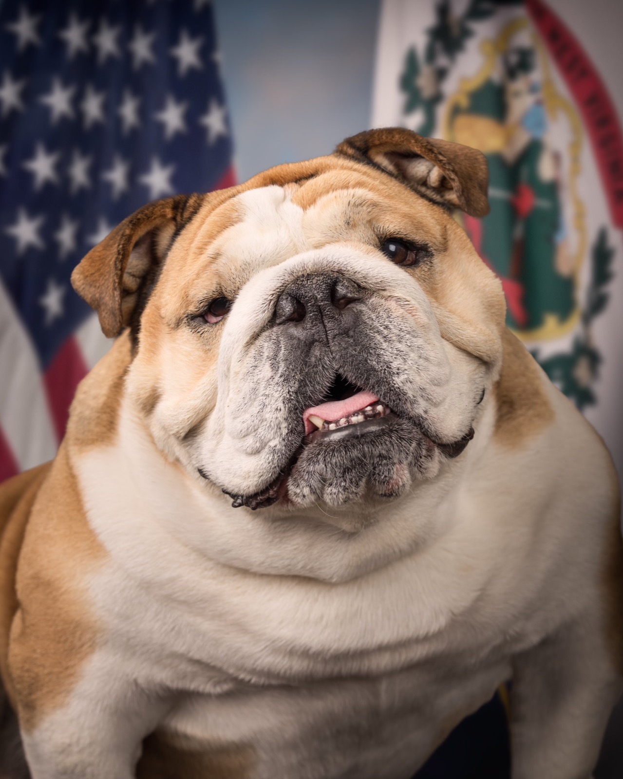 An English bulldog, tan and white, sits in front of an American flag and the flag of West Virginia with her head tilted and her lower teeth showing