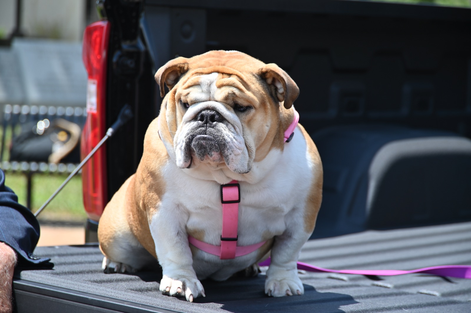 A tan and white English bulldog in a pink harness sits on the open tailgate of a red pickup truck in the sun, looking down and to one side