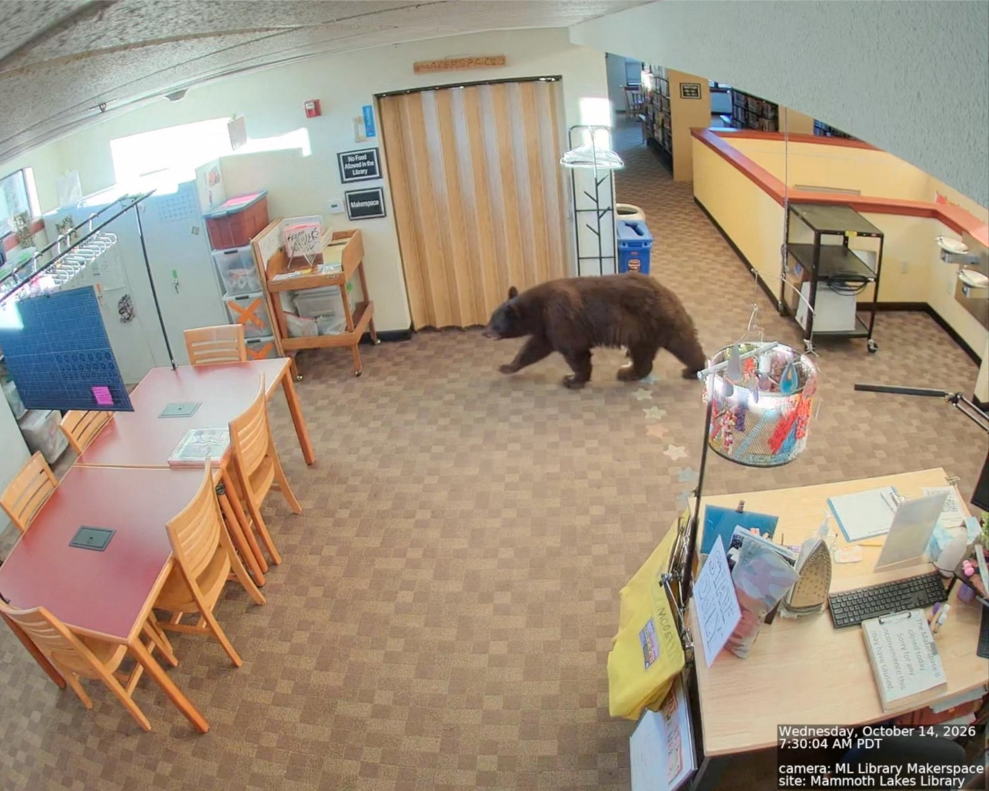 A security camera view of a brown-coated black bear walking across the carpet of a library room, past red tables and a desk.