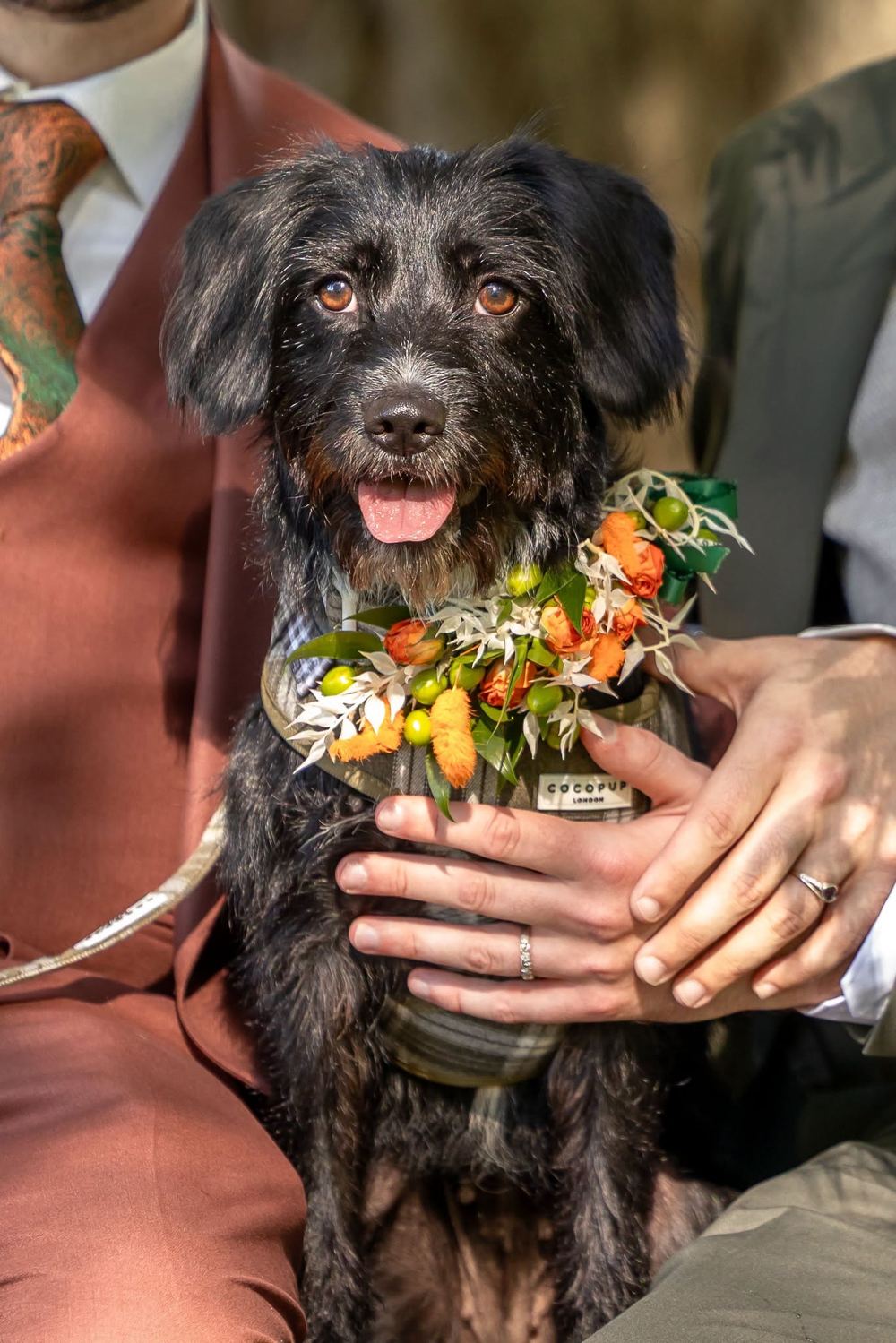 A scruffy black dog wearing a collar of flowers and leaves sits between two men in suits, one holding her.
