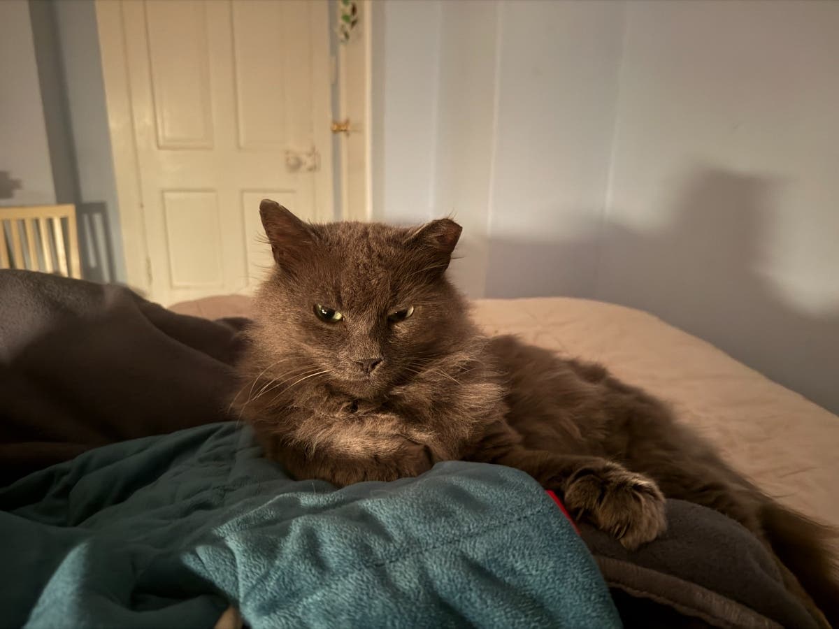 A long-haired grey cat lying on a bed beside a blue blanket, in evening light.