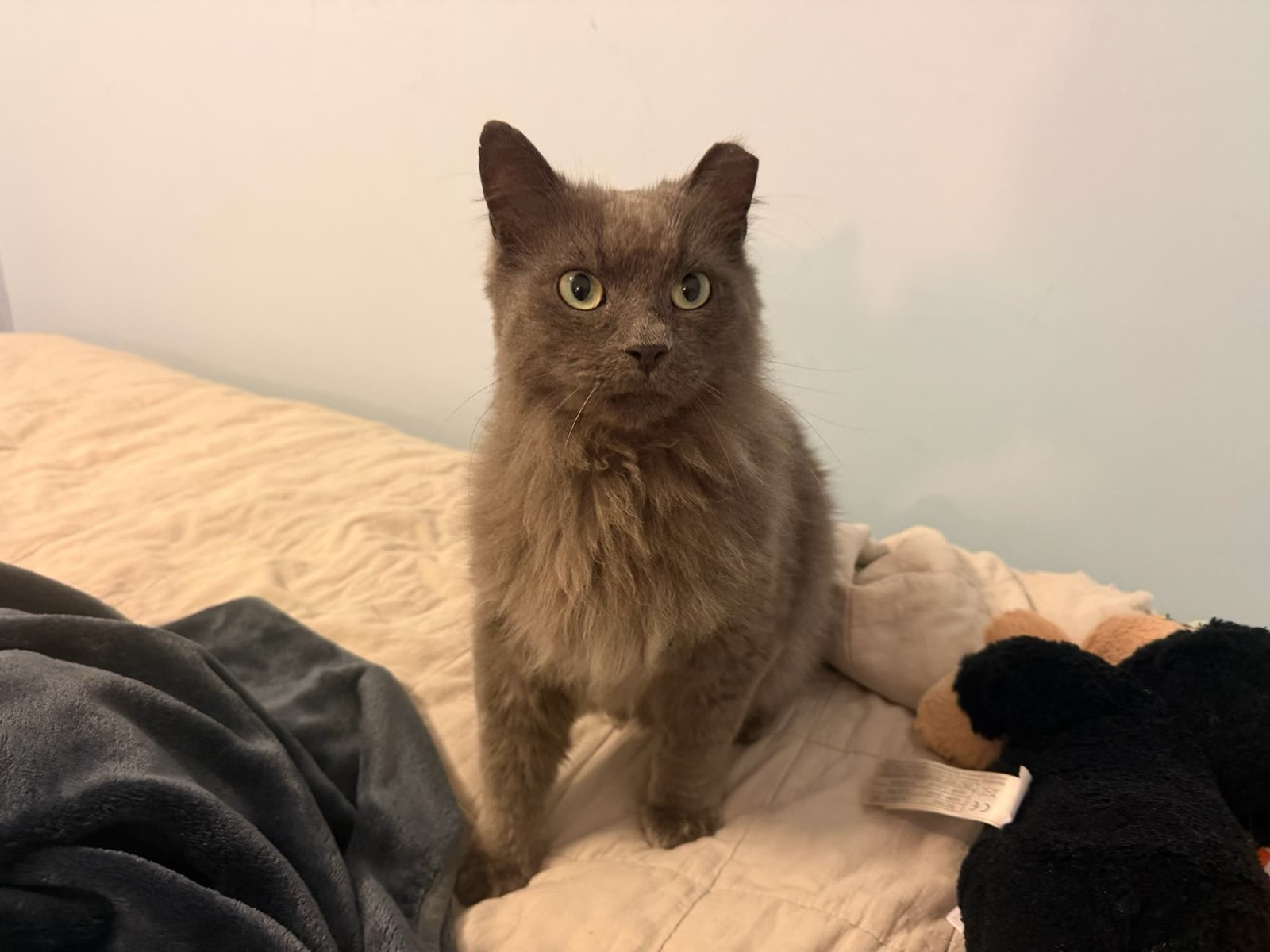 A long-haired grey cat sitting up on a bed and looking at the camera, next to a soft toy.