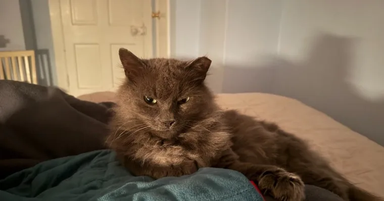 A long-haired grey cat lying on a bed beside a blue blanket, in evening light.