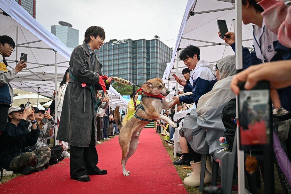 A tan dog in a red scarf and harness jumps up on its hind legs on a red carpet, greeting a man in a long dark coat. People crouch along both sides of the carpet under white tents, holding up phones.