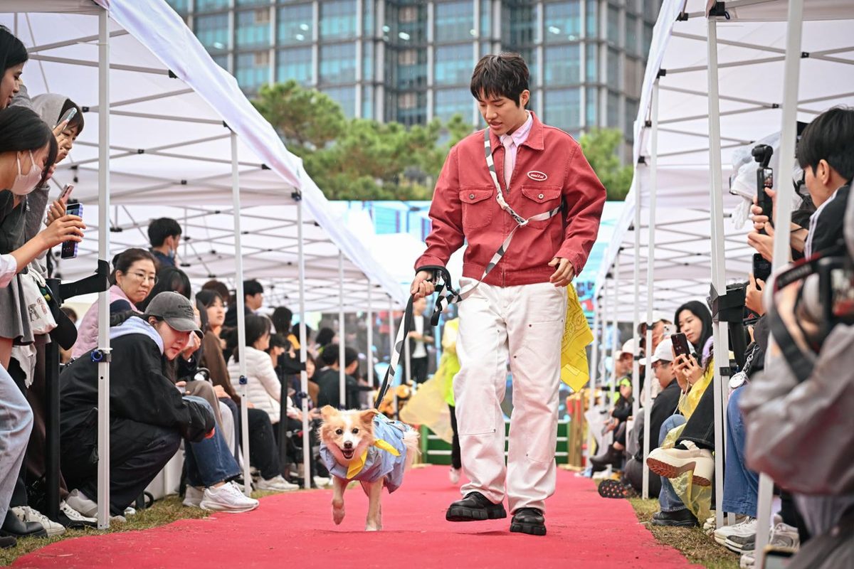 A small tan dog in a floral coat walks on a red carpet beside a man in a red jacket and white trousers who holds a yellow scarf. Crowds line both sides.