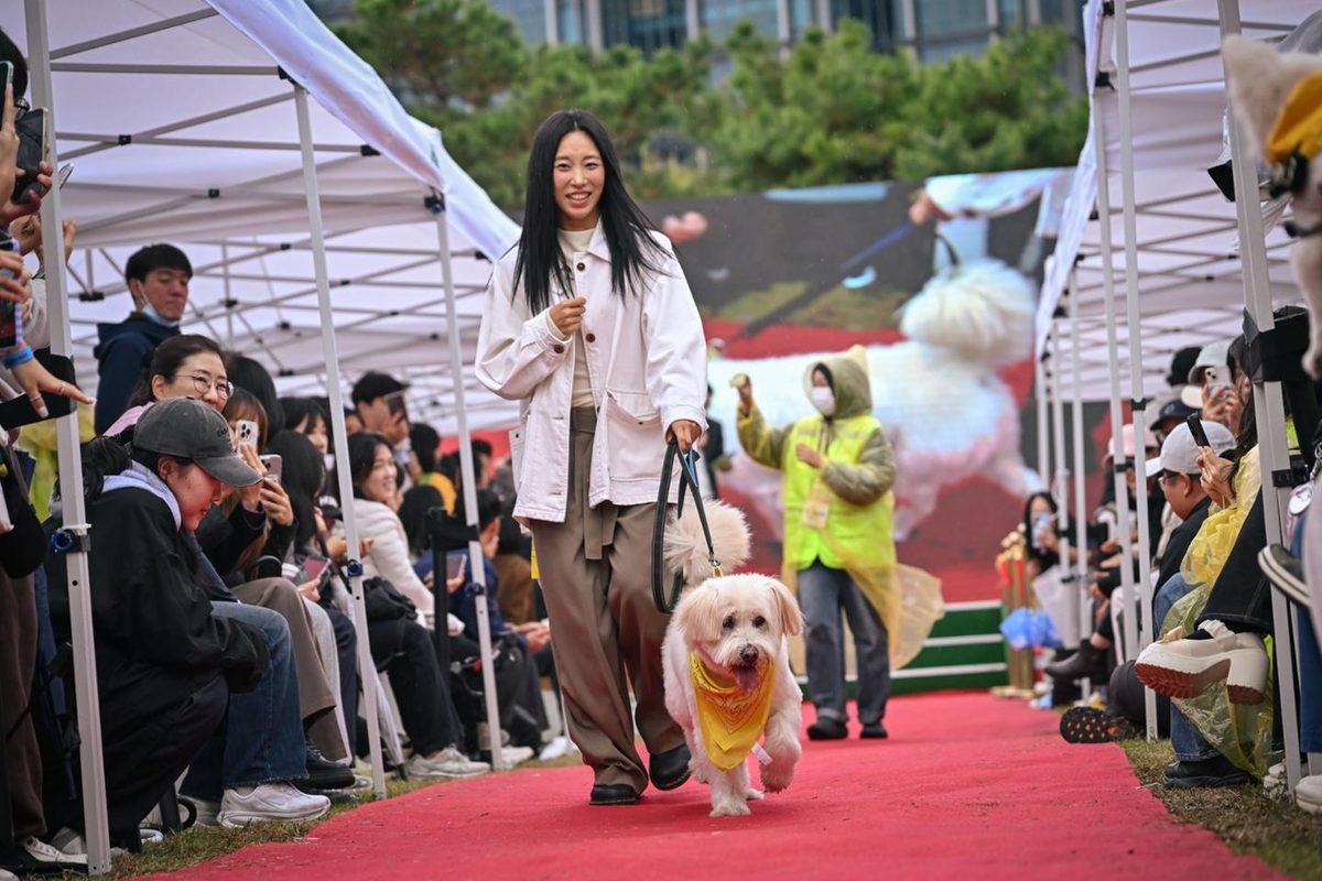 A fluffy cream-coloured dog in a yellow scarf trots down a red carpet next to a woman in a white jacket. A volunteer in a yellow vest walks behind.