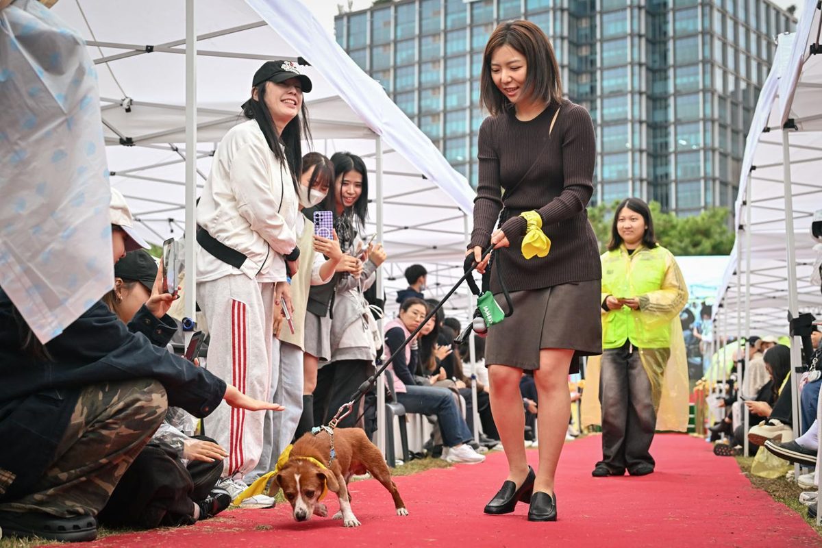 A brown and white dog with a yellow scarf sniffs a hand held out by someone sitting beside the red carpet, while a woman in a dark dress holds its lead.