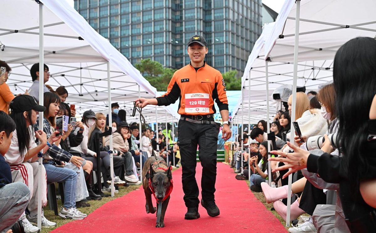 A dark brindle dog walks down the red carpet on a lead beside a man in an orange and black 119 rescue uniform. People sit along both sides taking photos.