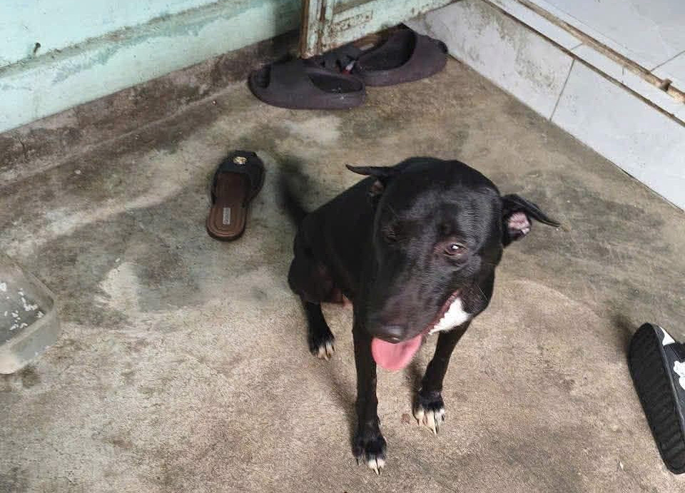 Den, a lean black dog with a white patch on his chest, sitting on a concrete floor by a doorway with his tongue out, looking up at the camera, a pair of sandals behind him