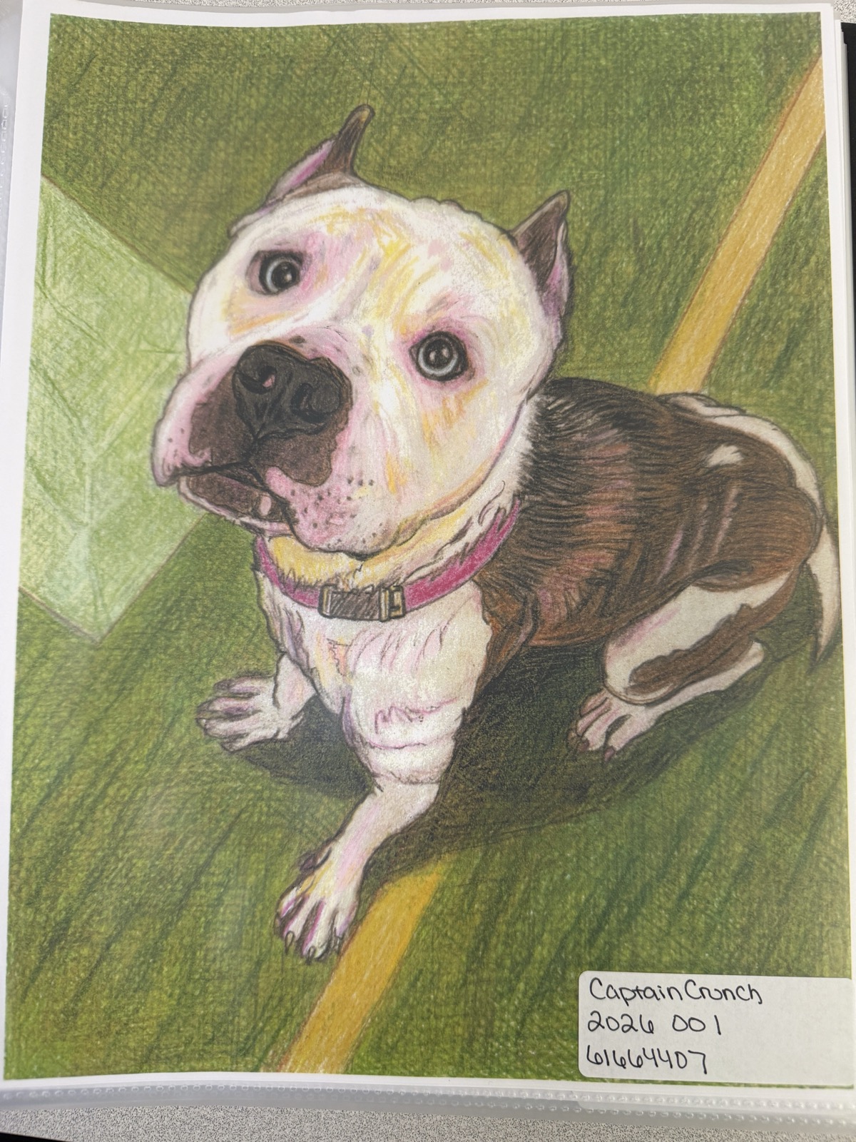 A coloured-pencil drawing of a white dog with a brown patch, sitting on a green field and looking up. A label in the corner reads Captain Crunch.