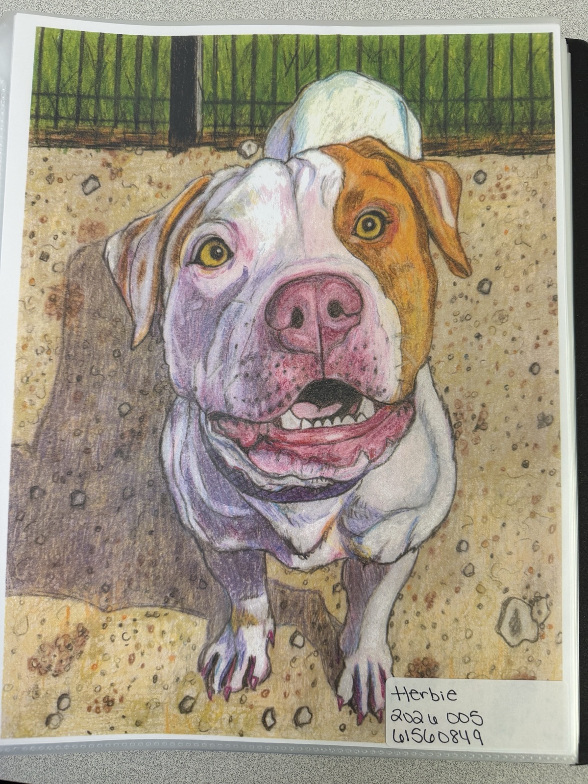 A coloured-pencil drawing of a white dog with a tan ear, looking up at the viewer with its mouth open, on a sandy yard with a green fence behind. A label in the corner reads Herbie.