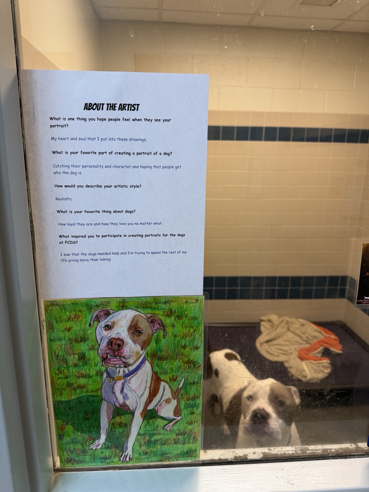 A kennel window at the shelter. Taped to the glass is an About the Artist sheet and below it a coloured-pencil drawing of a white and brown dog sitting on grass. Two dogs are inside the kennel behind the glass.