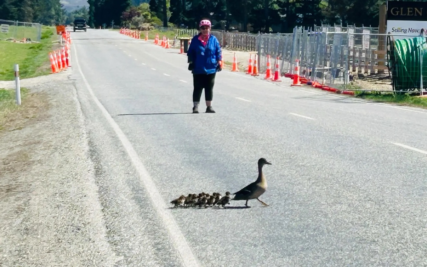 A mother duck leads a line of small ducklings across a road while a woman in a blue jacket watches from the middle of the road.