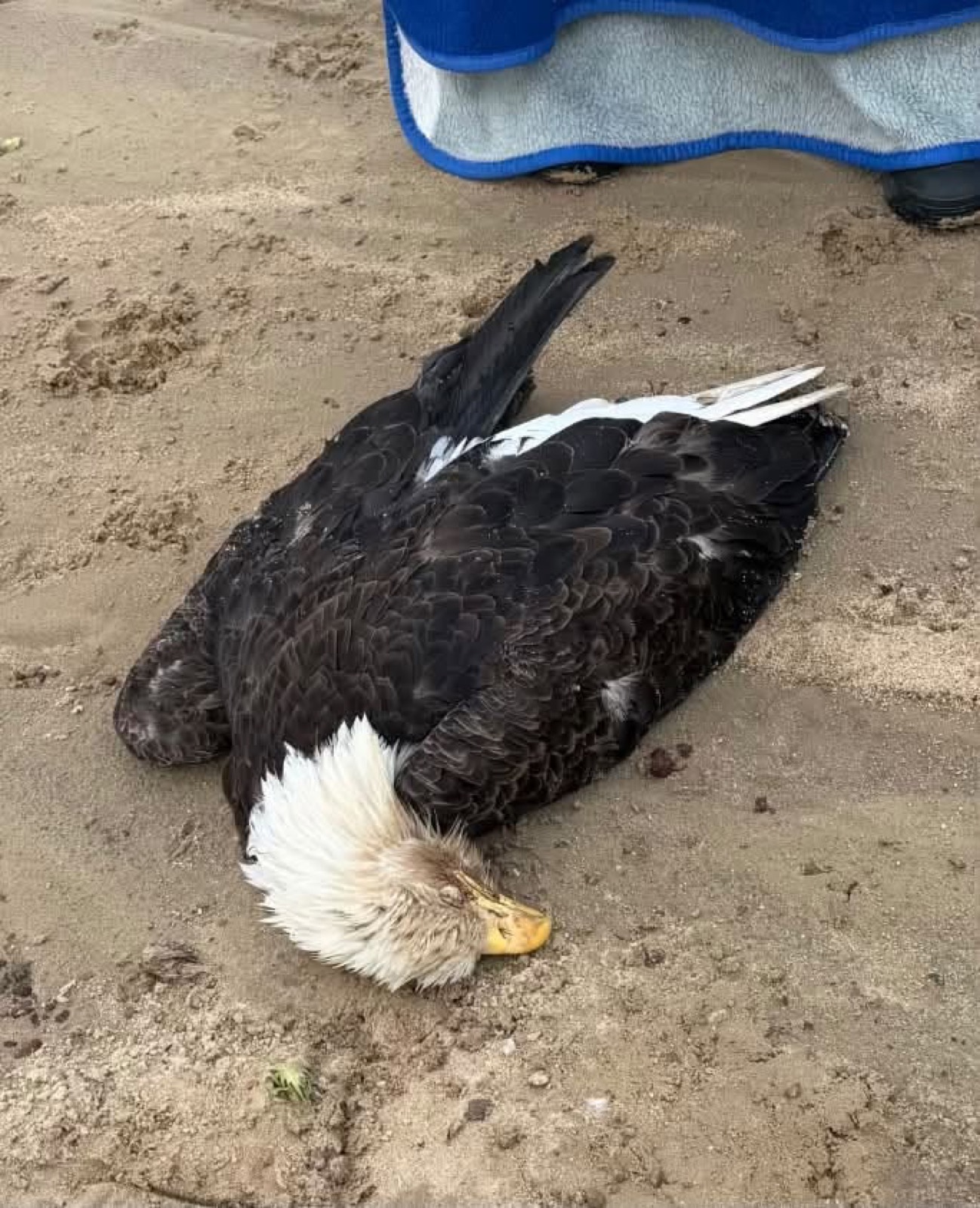 A bald eagle lying face down on sandy ground at a landfill, head tucked, while someone stands over it holding a blue towel