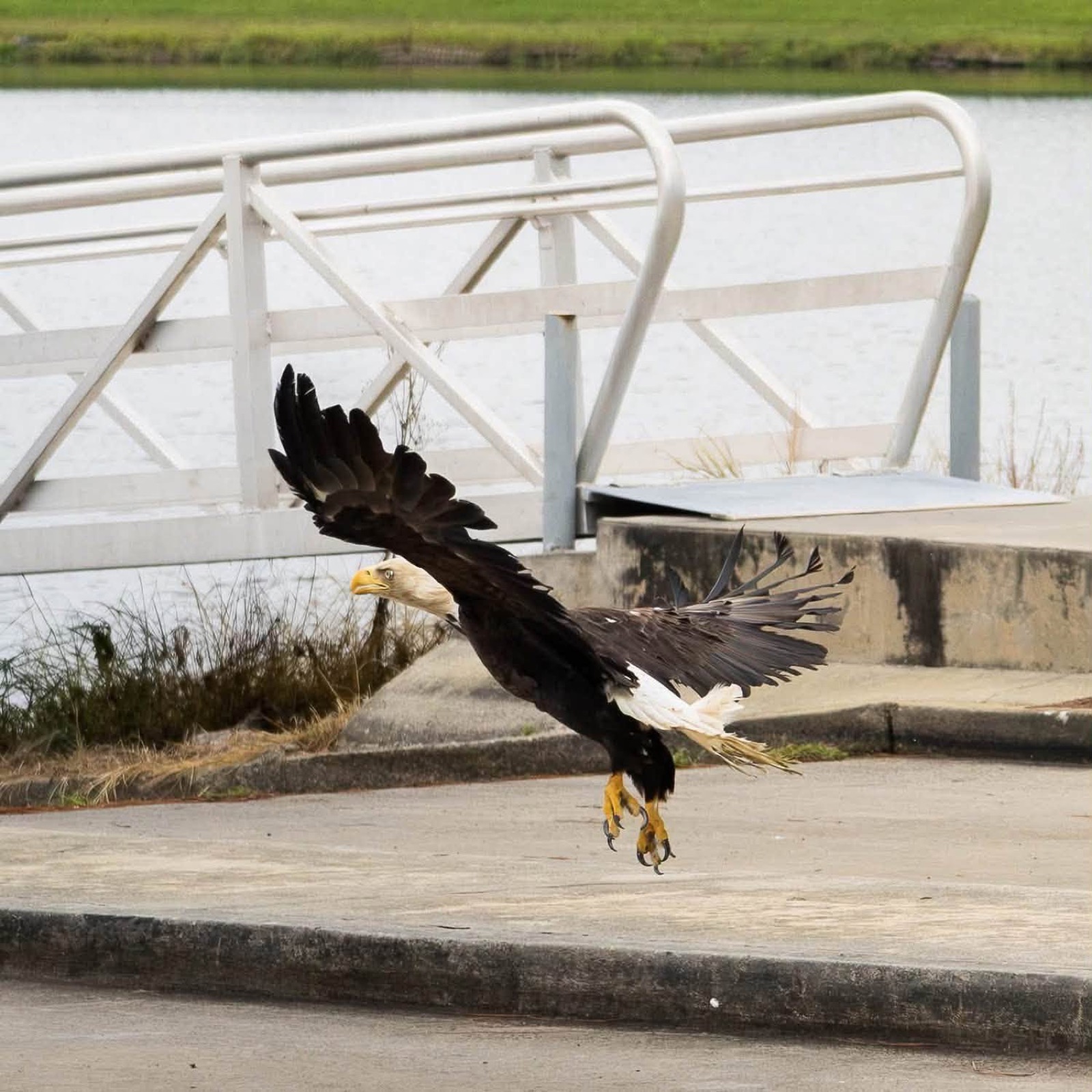 The eagle in flight a few feet off the ground, wings spread, over a boat ramp with a metal railing and open water behind