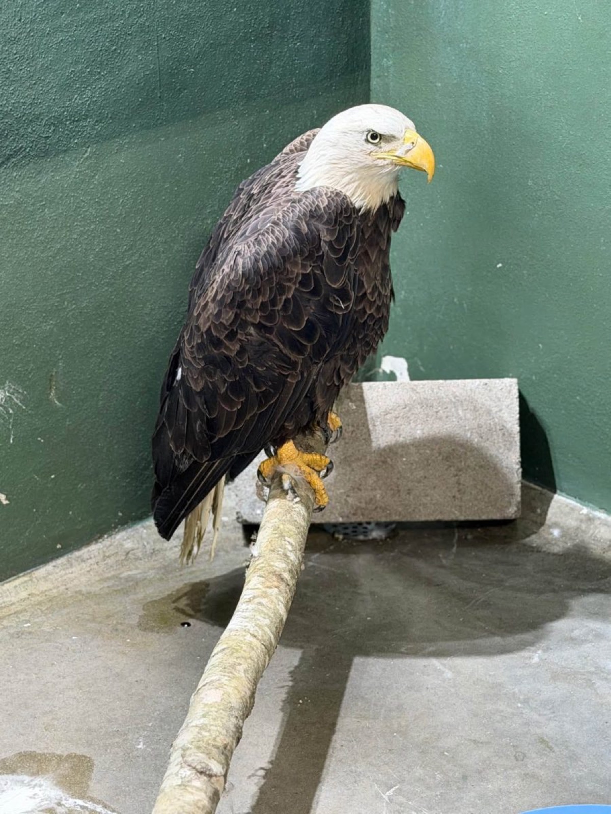 The eagle standing upright on a branch in a green-walled enclosure, looking straight at the camera
