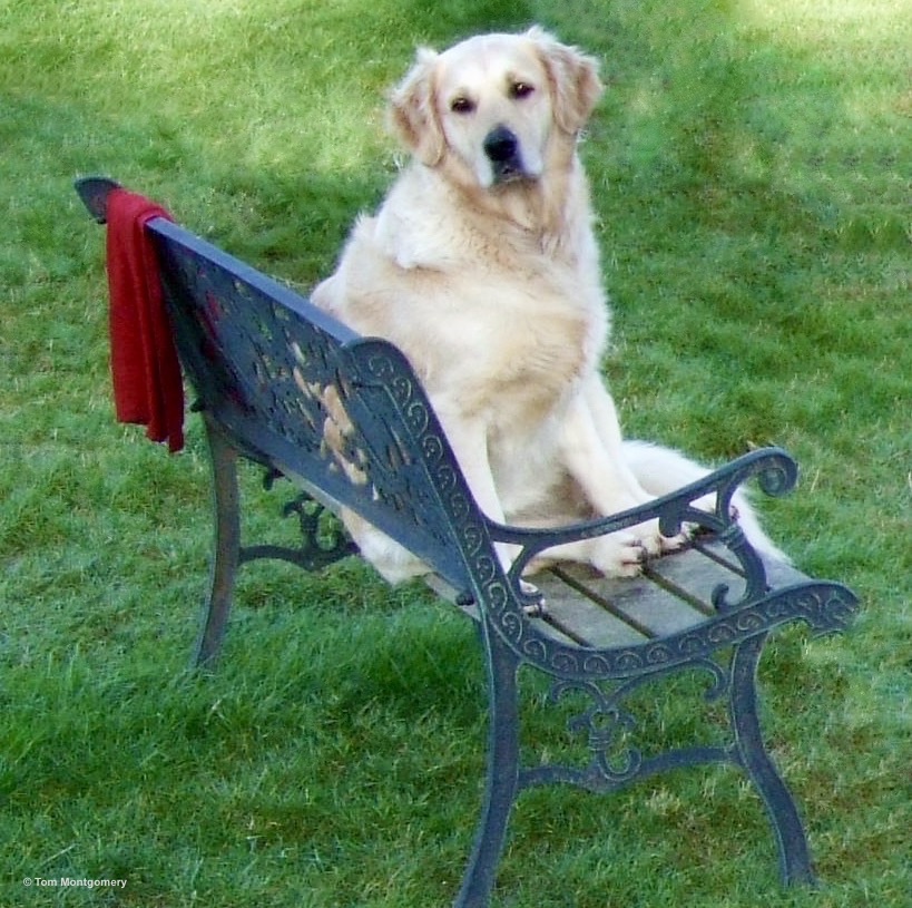 A pale golden retriever sits upright on a green iron bench on a lawn, with a red sweater hanging over one end of the bench back.