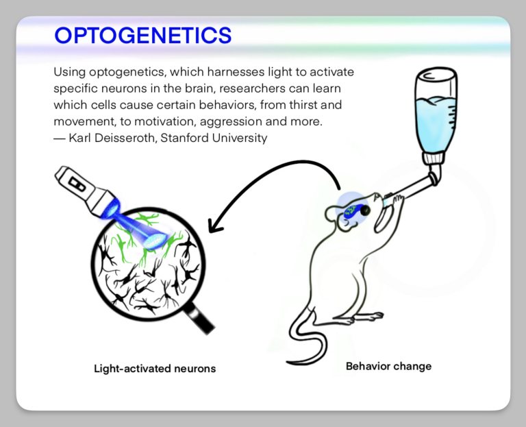 A diagram titled Optogenetics: a light shining on a cluster of neurons, labelled light-activated neurons, with an arrow to a mouse drinking from a bottle, labelled behaviour change.