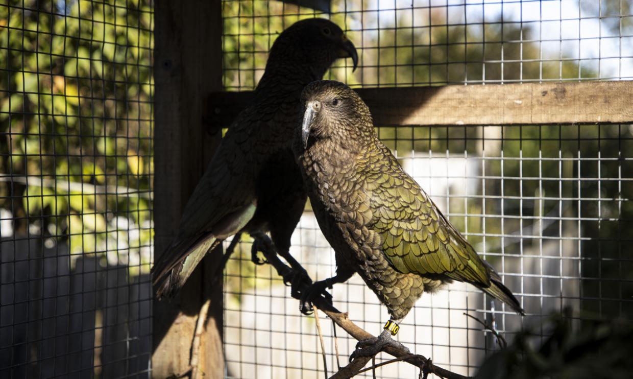 Two kea perched on a branch in a sunlit wire aviary, one in shadow behind and one in front showing olive-green plumage and a yellow band on its leg