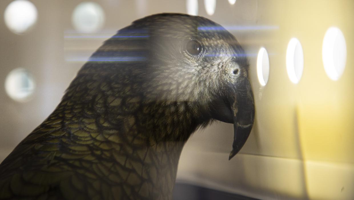 A kea in profile inside a transport crate, seen through the clear panel, with a pale repaired patch visible along the dark upper beak