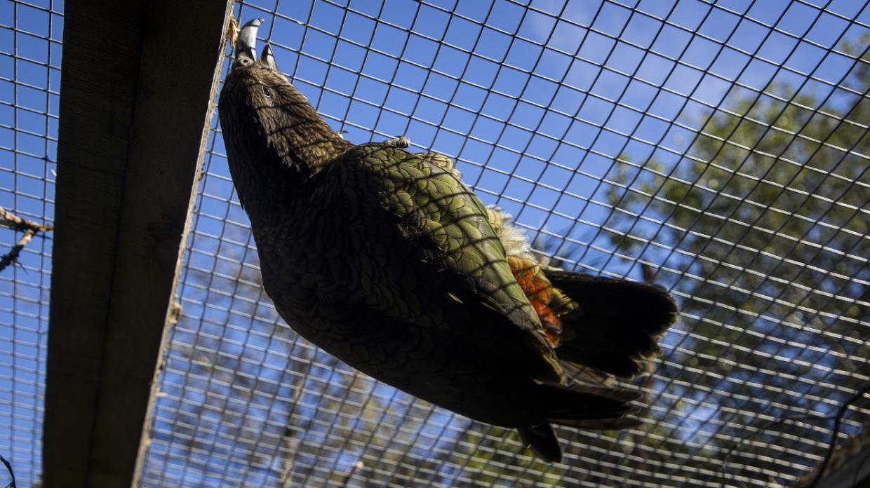 A kea hanging sideways on the wire mesh roof of an aviary against a blue sky, gripping the mesh with its beak, orange feathers showing under the wing