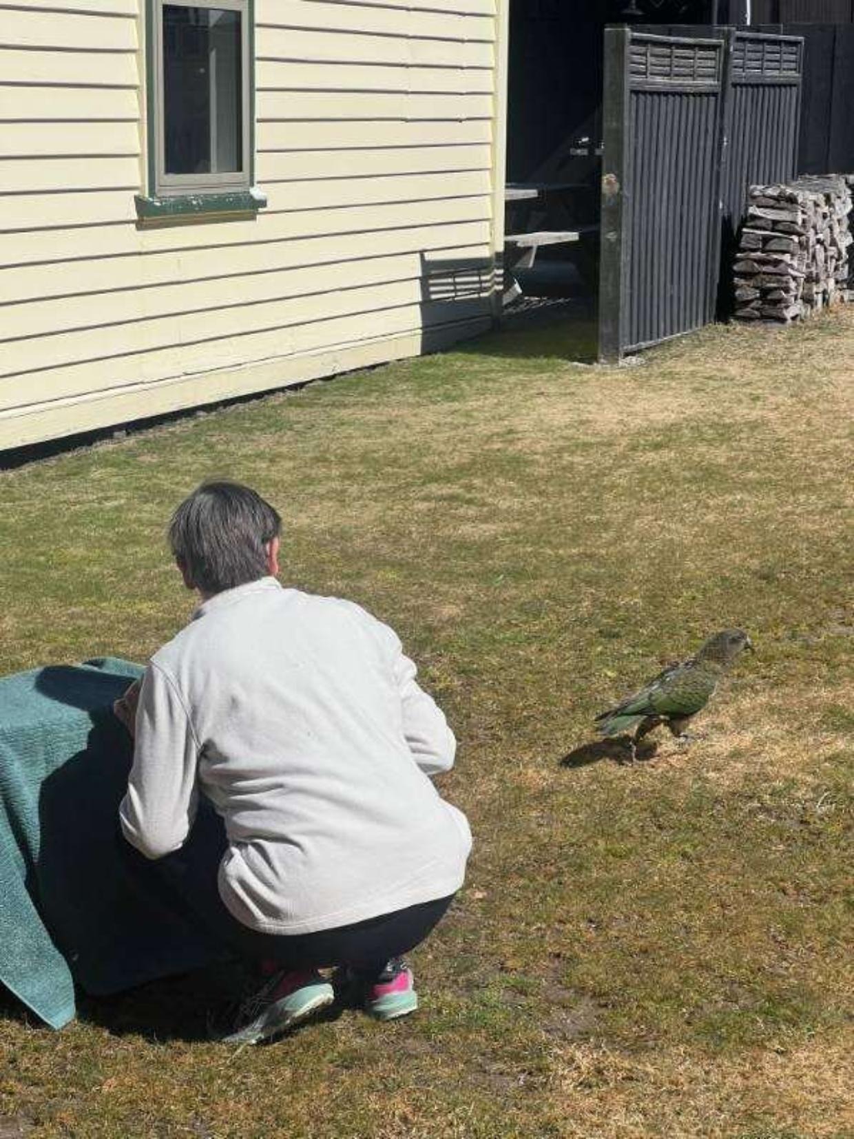 A person crouched on a lawn with their back to the camera beside a green towel and a dark cover, watching a kea standing on the grass a few metres away, with a cream weatherboard building and a stack of firewood behind