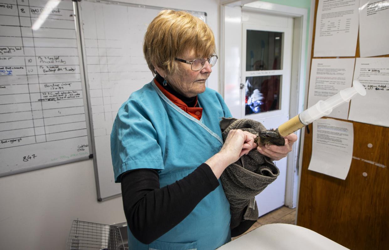 A vet in teal scrubs and glasses holds a kea wrapped in a grey towel against her body and feeds it from a large syringe, in front of a whiteboard covered in handwritten patient notes