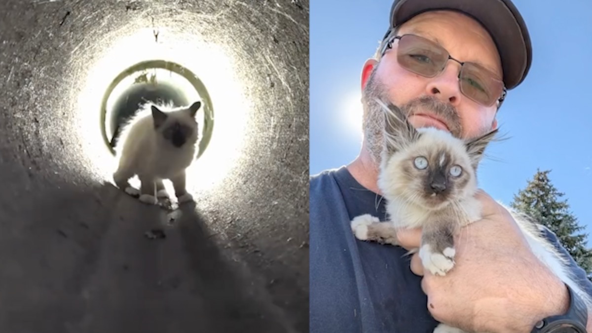 Left, a small white and grey kitten inside a concrete pipe, seen through a camera. Right, a man in a cap and sunglasses holding the kitten up to his chest.