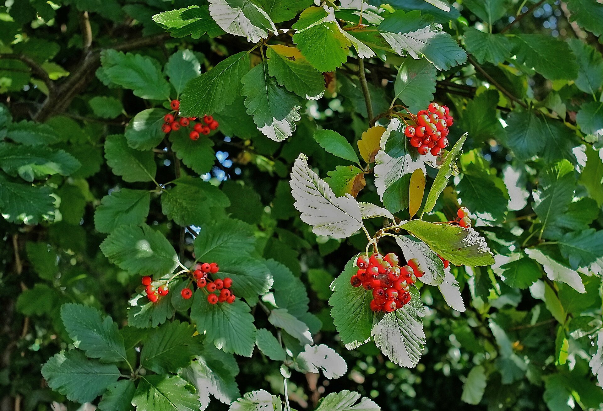 A whitebeam in fruit, with clusters of small red berries among toothed green leaves whose pale undersides are turned to the light