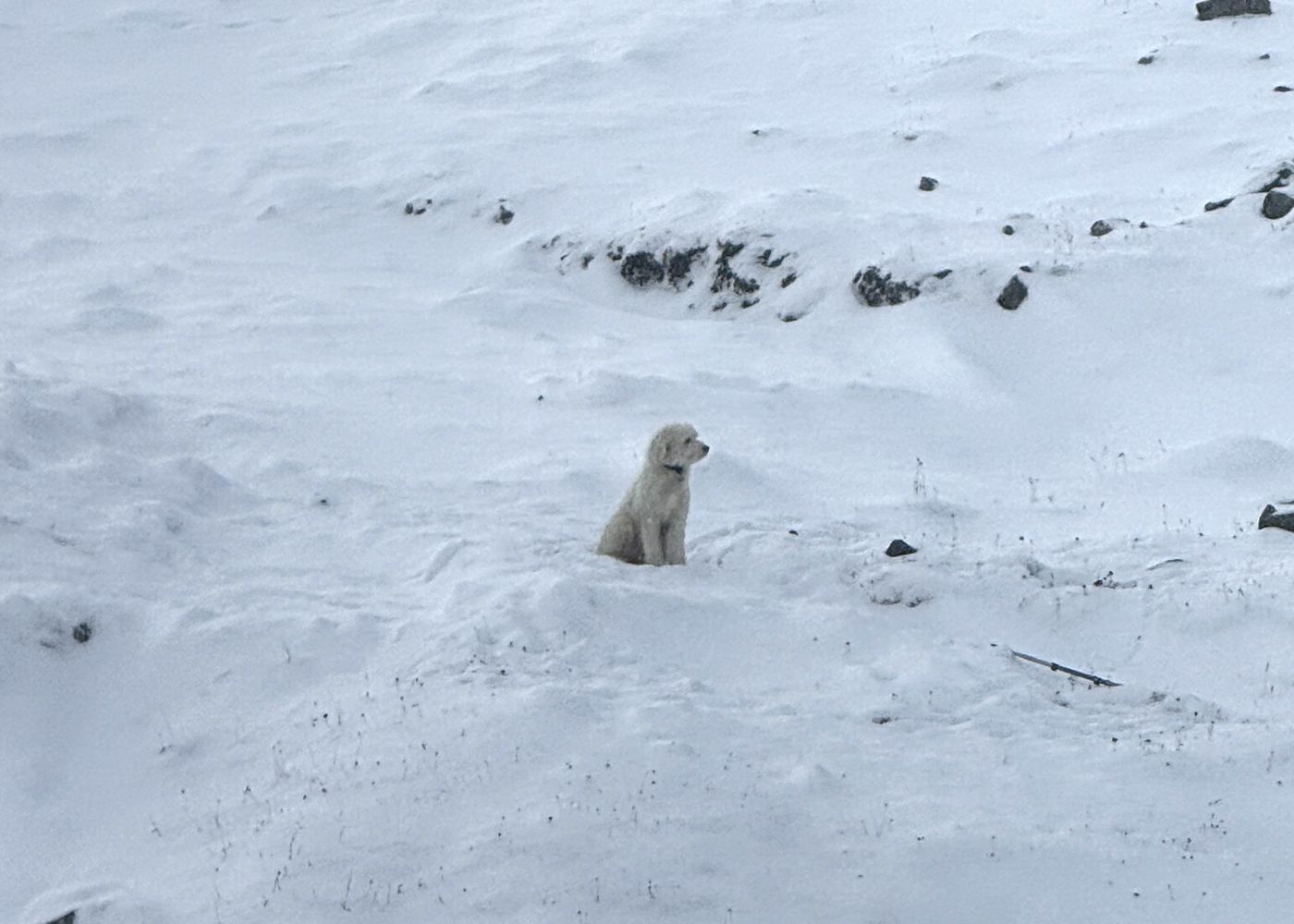 A small white curly-coated dog sits alone on a wide snowy slope dotted with rocks.