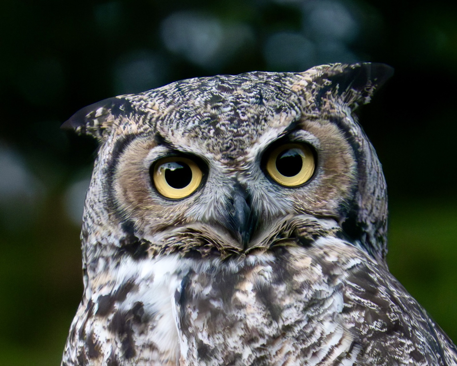 A great horned owl photographed close up against dark green foliage, its yellow eyes wide open and its ear tufts raised, the grey and brown feathering of its face finely barred
