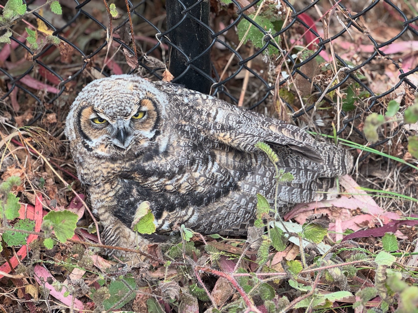 The injured great horned owl sitting on the ground among dead leaves and weeds against a chain-link fence, its yellow eyes half closed and its right wing held awkwardly