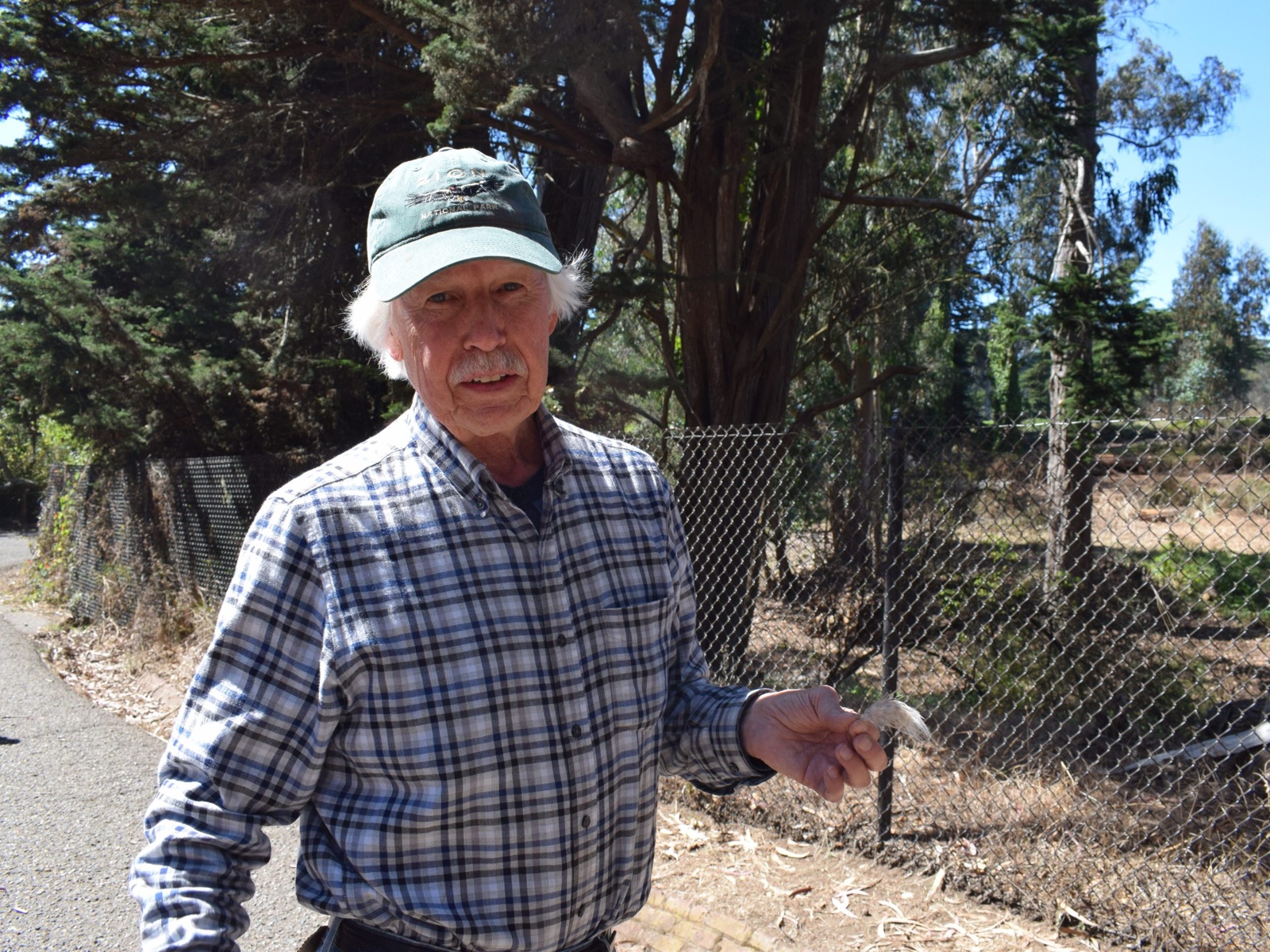 John Murnane, a man with white hair and a white moustache in a green National Park cap and a blue checked shirt, standing on a path beside a chain-link fence in the Presidio and holding a small pale owl feather between his fingers