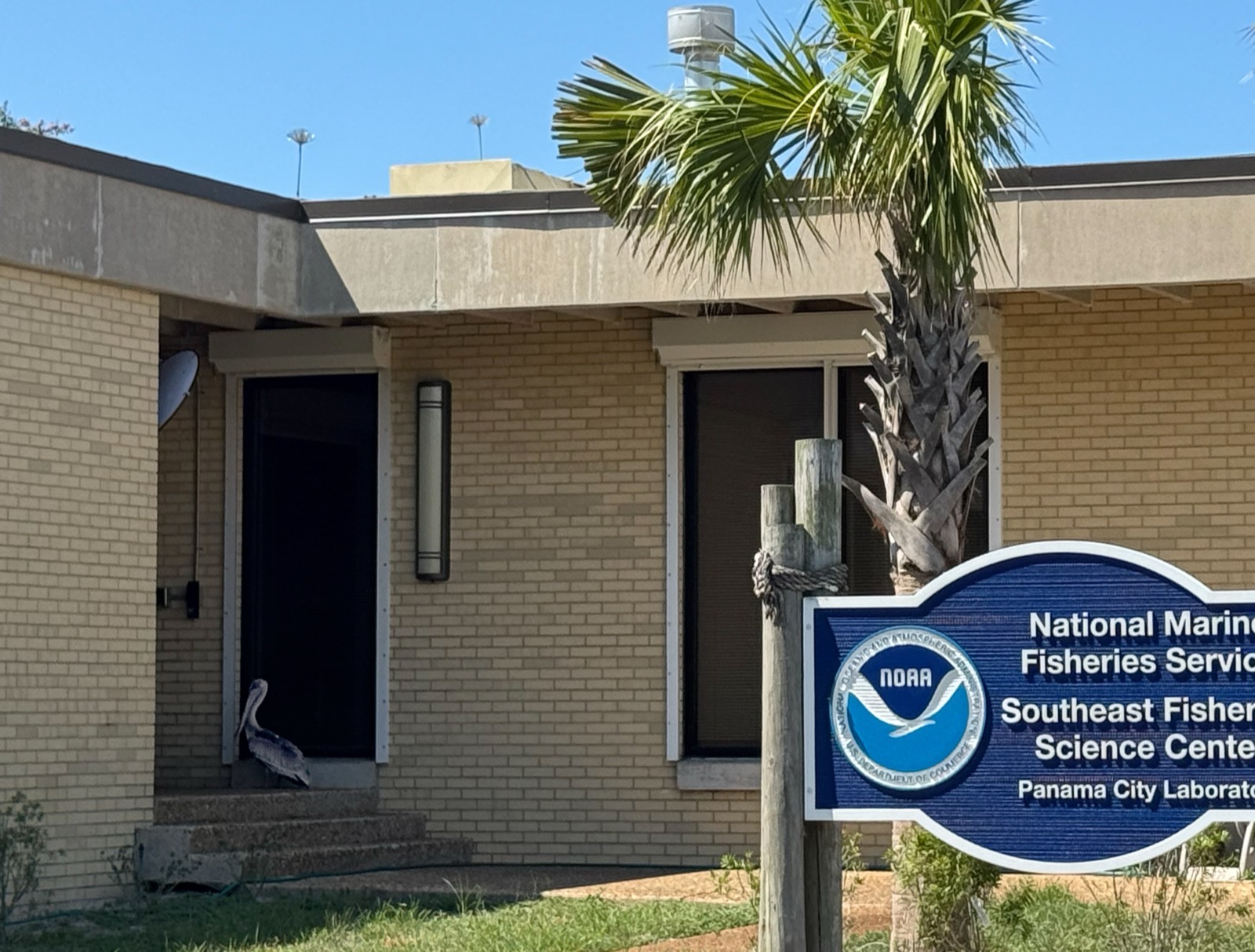 A low tan-brick laboratory building with palm trees and a blue National Marine Fisheries Service sign reading Southeast Fisheries Science Center, Panama City Laboratory; a brown pelican stands small in the dark doorway at the far left