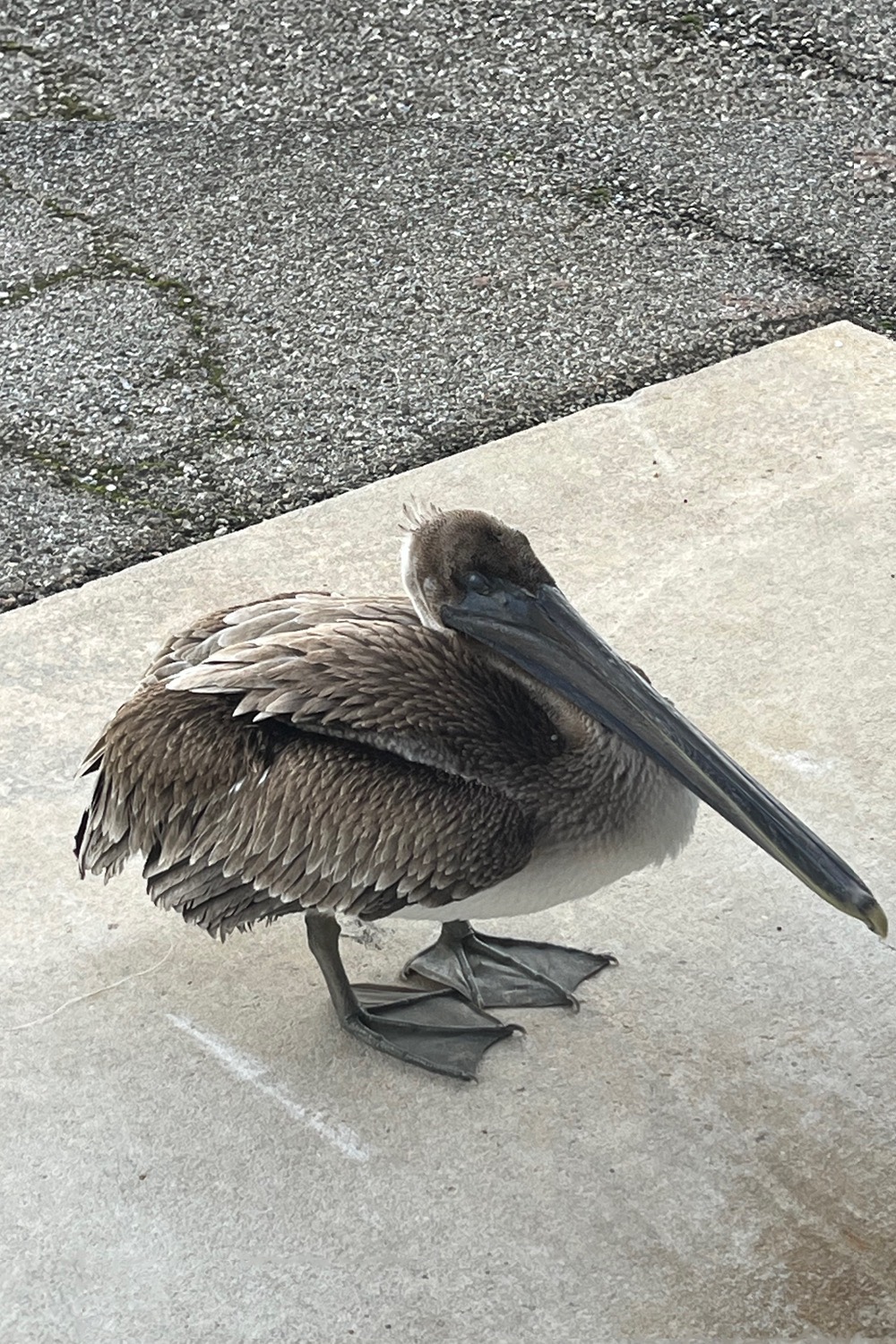 A brown pelican standing on a concrete step outside a door, looking over its shoulder at the camera, with a length of clear fishing line trailing behind it across the concrete