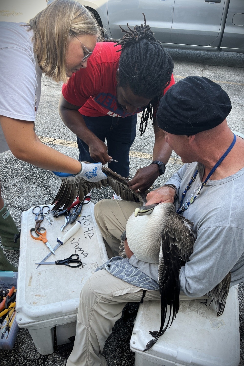 Three people bent over a brown pelican held on a white cooler in a car park, one in blue gloves working at its wing with scissors and pliers laid out beside them, the bird's head tucked under the arm of a man in a black cap