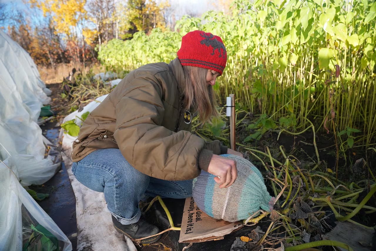 A woman in a red knitted hat and brown jacket crouches in a vegetable bed, pulling a striped blue and grey knitted sweater over a pumpkin.
