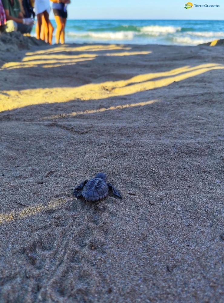 A single dark hatchling crossing rippled sand towards the water, people standing on either side of its route
