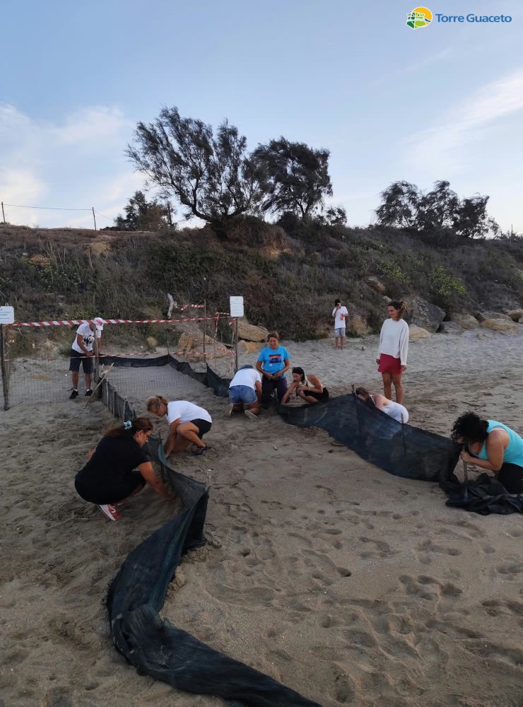 Volunteers crouching on a beach beside a long dark mesh screen laid down the sand towards the sea, with a taped-off area behind them and tamarisk trees on the dune