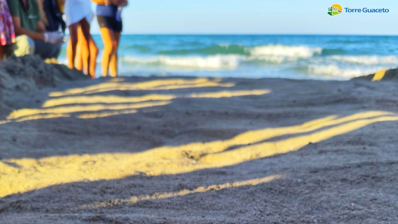 A loggerhead hatchling on wet sand heading towards breaking waves, with a corridor of bare legs standing either side of its path