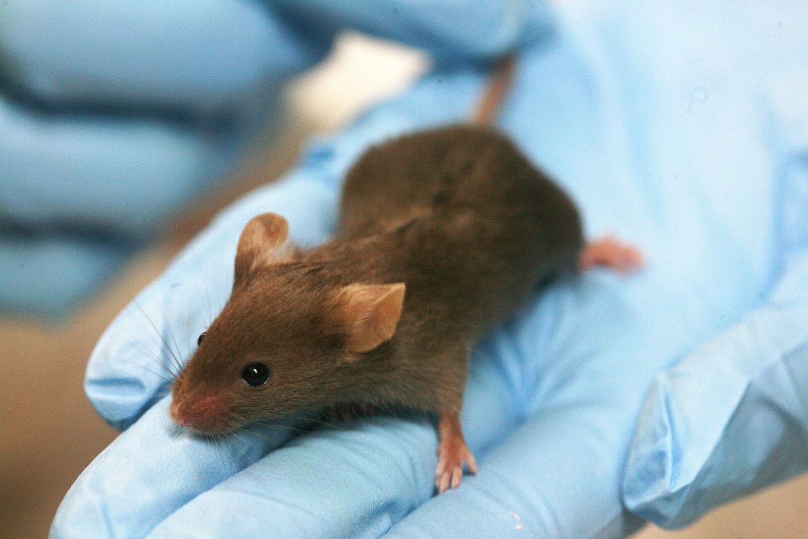 A brown lab mouse held in a gloved hand