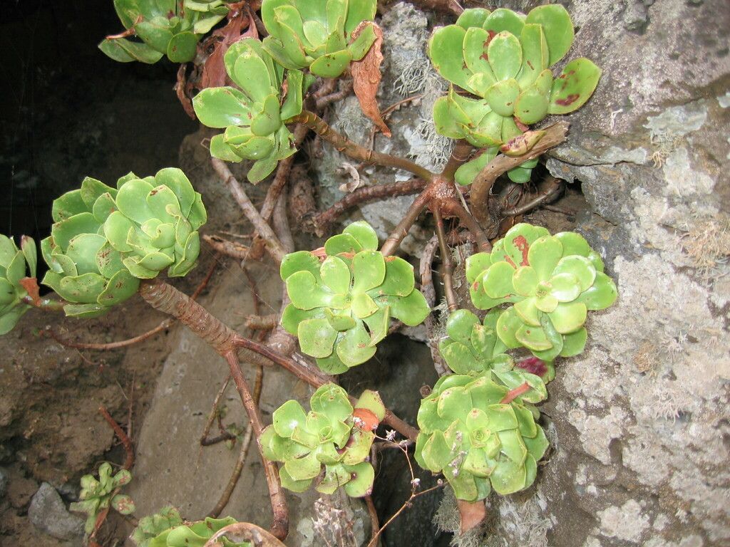 Aeonium in the wild