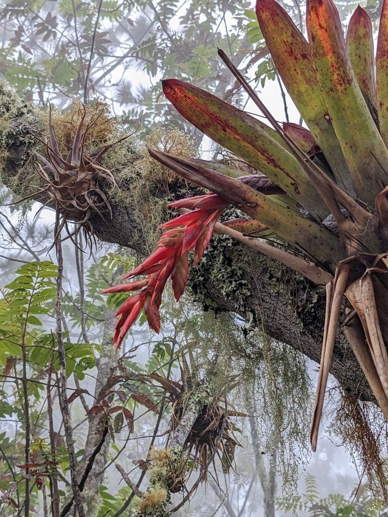Air Plant in the wild