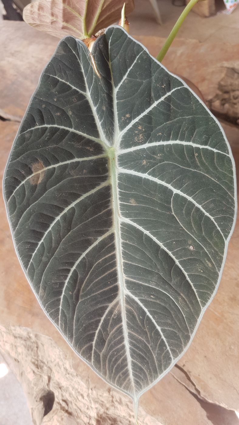 Alocasia Black Velvet in the wild