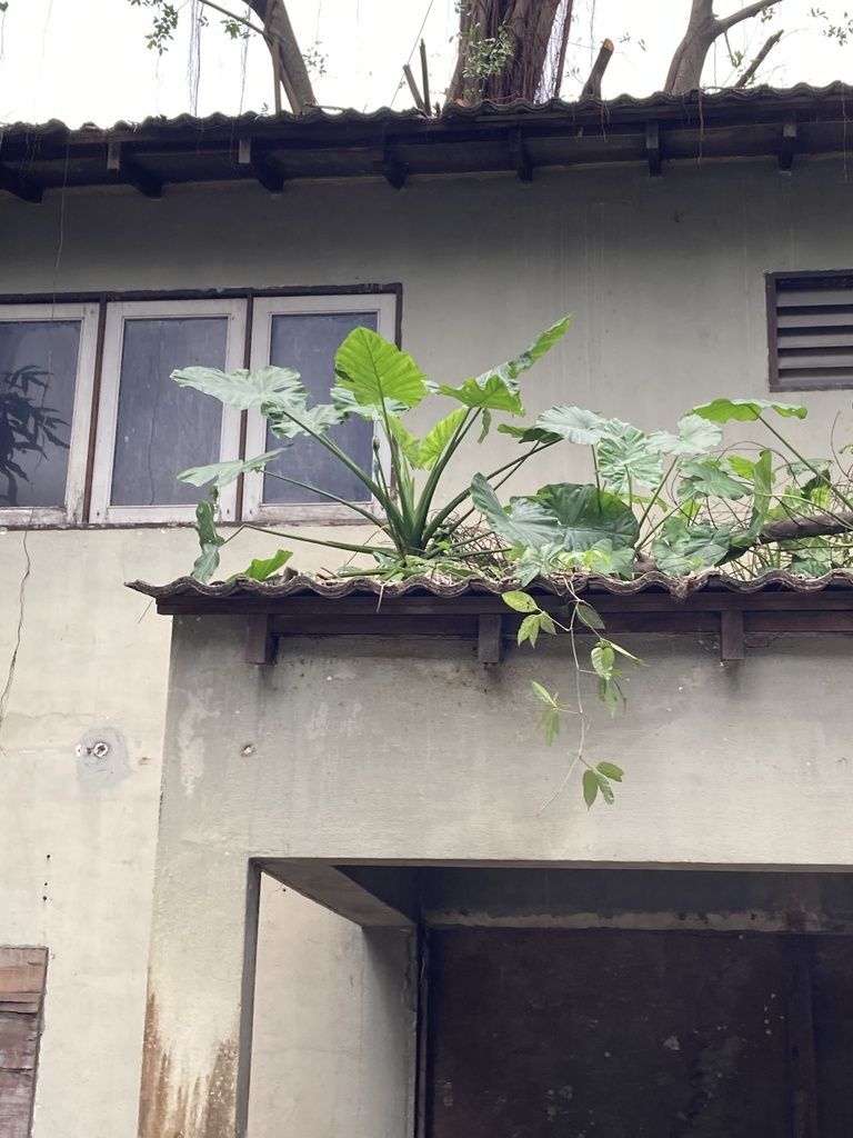 Alocasia in the wild