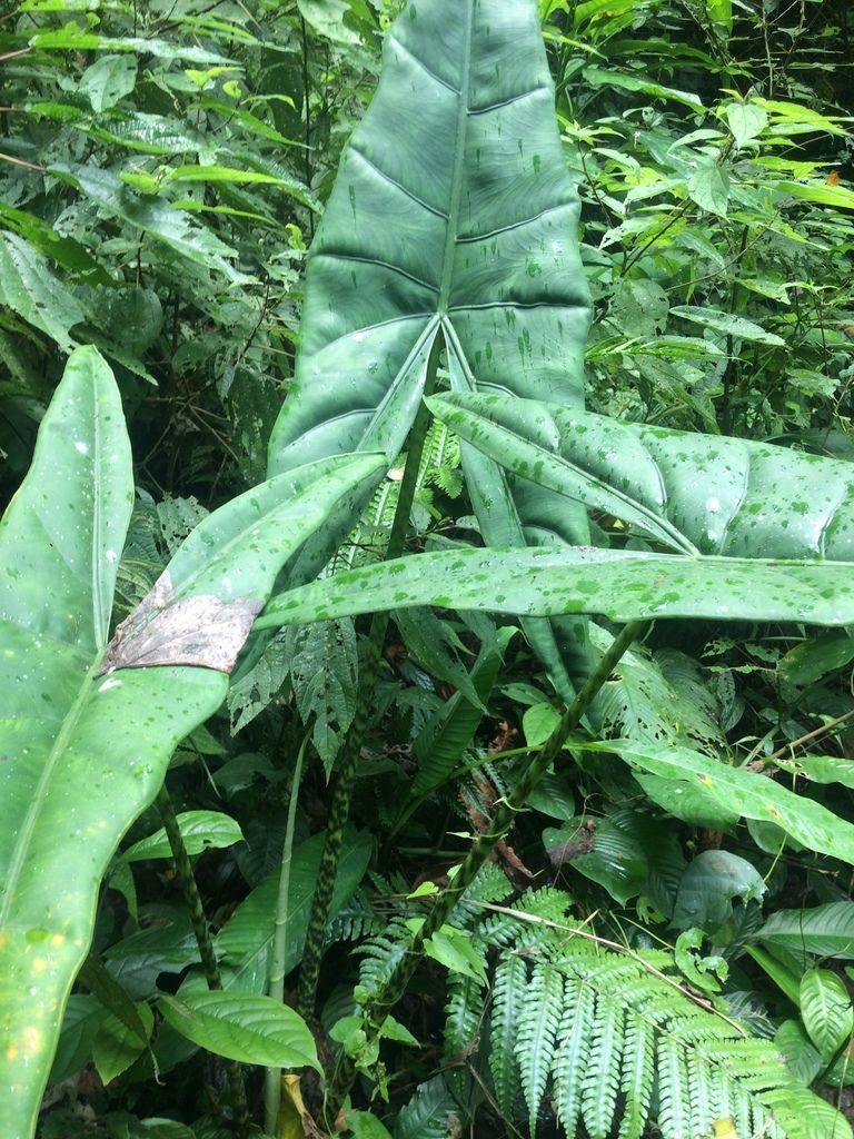 Alocasia zebrina in the wild