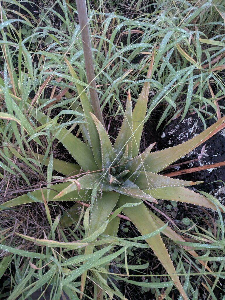 Aloe Vera in the wild